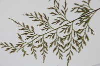 威氏鐵角蕨藏品圖，第5張