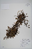 抱樹蕨、伏石蕨藏品圖，第1張