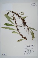 波氏星蕨藏品圖，第1張