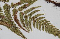 南海鱗毛蕨藏品圖，第4張