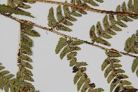 南海鱗毛蕨藏品圖，第5張