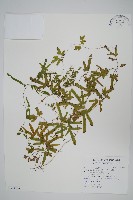 海金沙藏品圖，第1張