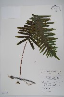 臺灣水龍骨藏品圖，第1張