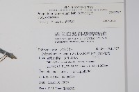 臺灣水龍骨藏品圖，第2張