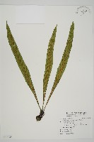 劍葉鐵角蕨、箭葉鐵角蕨藏品圖，第1張