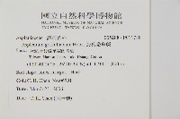 劍葉鐵角蕨、箭葉鐵角蕨藏品圖，第2張