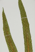 劍葉鐵角蕨、箭葉鐵角蕨藏品圖，第3張