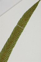 劍葉鐵角蕨、箭葉鐵角蕨藏品圖，第4張