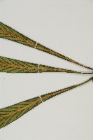 劍葉鐵角蕨、箭葉鐵角蕨藏品圖，第5張