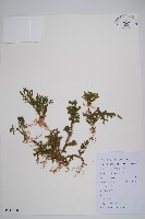 過山龍藏品圖，第1張