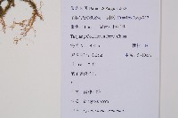 過山龍藏品圖，第2張