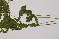 岩生蹄蓋蕨藏品圖，第1張