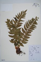 貫眾蕨藏品圖，第1張