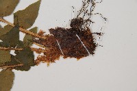 貫眾蕨藏品圖，第3張