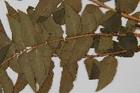 貫眾蕨藏品圖，第4張