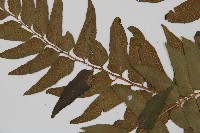 貫眾蕨藏品圖，第5張