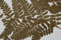 闊鱗鱗毛蕨藏品圖，第3張