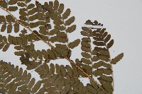 闊鱗鱗毛蕨藏品圖，第4張