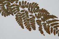 闊鱗鱗毛蕨藏品圖，第5張