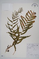 密腺副金星蕨藏品圖，第1張