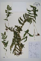 岩生蹄蓋蕨藏品圖，第1張