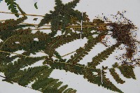 岩生蹄蓋蕨藏品圖，第3張