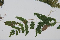 岩生蹄蓋蕨藏品圖，第4張