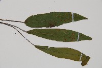 狹基巢蕨藏品圖，第3張