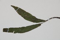 狹基巢蕨藏品圖，第5張