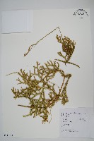 石松藏品圖，第1張