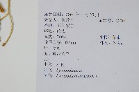 石松藏品圖，第2張