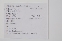 烏蕨藏品圖，第2張