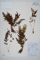 烏蕨藏品圖，第1張