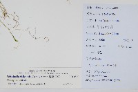 全緣卷柏藏品圖，第2張