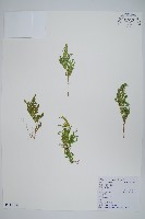 江南卷柏藏品圖，第1張