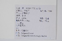 江南卷柏藏品圖，第2張