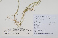 全緣卷柏藏品圖，第2張