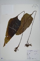 盾蕨藏品圖，第1張