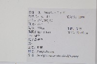 盾蕨藏品圖，第2張