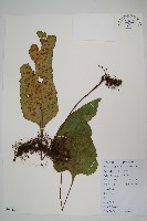 盾蕨藏品圖，第1張