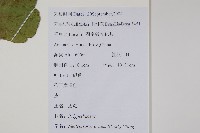 盾蕨藏品圖，第2張