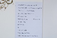 生根卷柏藏品圖，第2張