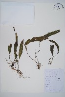 狹基巢蕨藏品圖，第1張