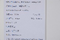 狹基巢蕨藏品圖，第2張