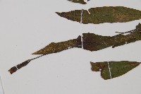 狹基巢蕨藏品圖，第4張