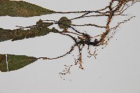 狹基巢蕨藏品圖，第5張