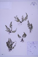 華中鐵角蕨藏品圖，第1張