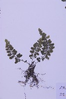 華中鐵角蕨藏品圖，第3張