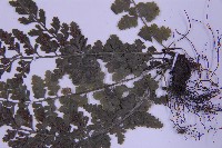 華中鐵角蕨藏品圖，第4張