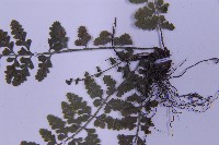 華中鐵角蕨藏品圖，第5張